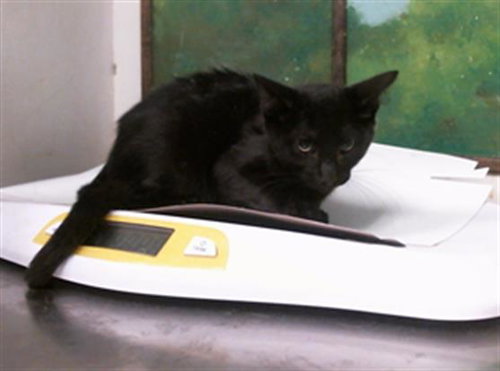 A2099506, a cat for adoption from City of Houston, Bureau of Animal Regulation and Care