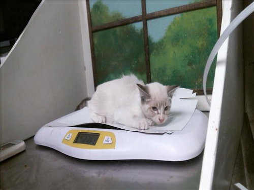 A2099507, a cat for adoption from City of Houston, Bureau of Animal Regulation and Care