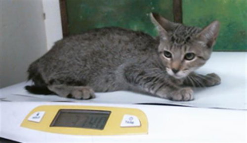 A2099508, a cat for adoption from City of Houston, Bureau of Animal Regulation and Care