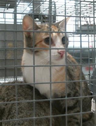 A2099509, a cat for adoption from City of Houston, Bureau of Animal Regulation and Care