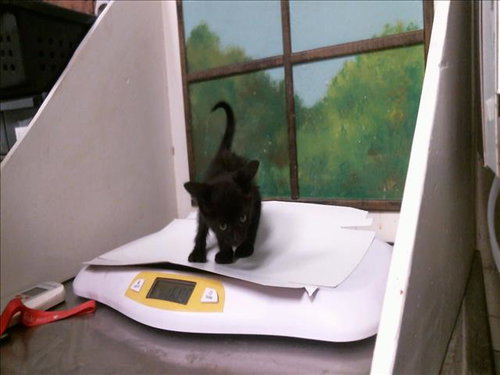 BETTY LOU, a cat for adoption from City of Houston, Bureau of Animal Regulation and Care