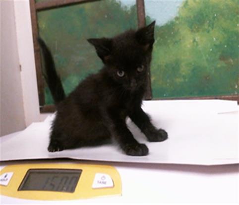 ELMO, a cat for adoption from City of Houston, Bureau of Animal Regulation and Care