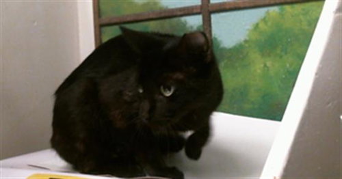 ROSEMARY, a cat for adoption from City of Houston, Bureau of Animal Regulation and Care