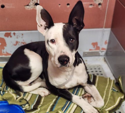 CARLTON, a dog for adoption from City of Houston, Bureau of Animal Regulation and Care