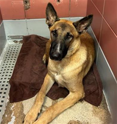 TANK, a dog for adoption from City of Houston, Bureau of Animal Regulation and Care