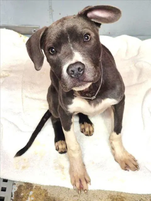 Taz - Staffordshire Bull Terrier