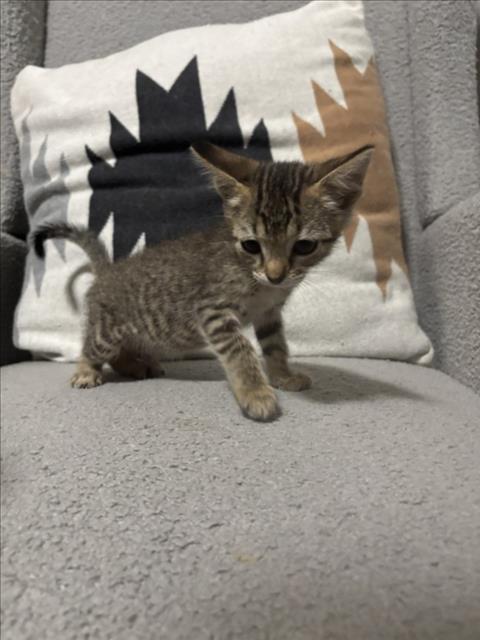HONEY, a cat for adoption from City of Houston, Bureau of Animal Regulation and Care