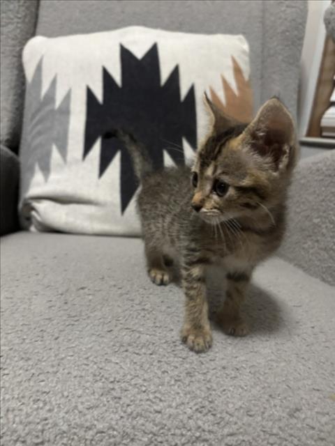 FIG, a cat for adoption from City of Houston, Bureau of Animal Regulation and Care
