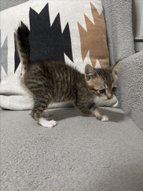 FETA, a cat for adoption from City of Houston, Bureau of Animal Regulation and Care