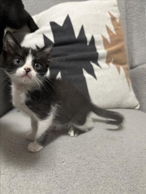 BRIE, a cat for adoption from City of Houston, Bureau of Animal Regulation and Care