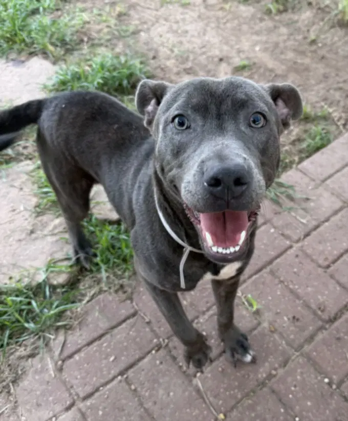 Zed - Staffordshire Bull Terrier