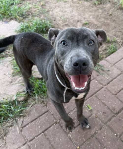 ZED, a dog for adoption from City of Houston, Bureau of Animal Regulation and Care
