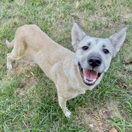 CARAMEL, a dog for adoption from City of Houston, Bureau of Animal Regulation and Care