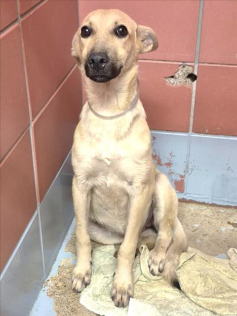 BLONDIE, a dog for adoption from City of Houston, Bureau of Animal Regulation and Care