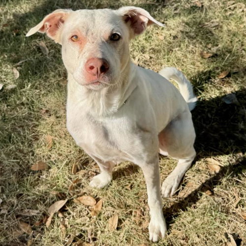 CASPIAN, a dog for adoption from City of Houston, Bureau of Animal Regulation and Care