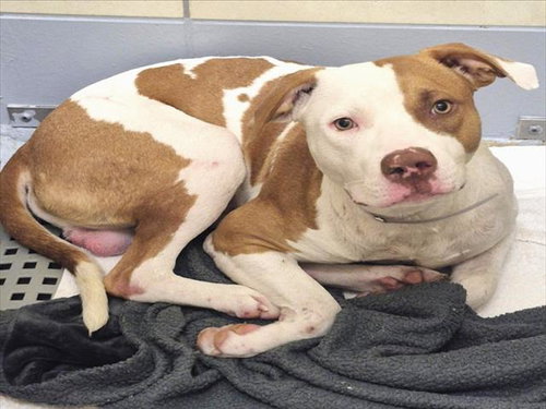 PAXTON, a dog for adoption from City of Houston, Bureau of Animal Regulation and Care