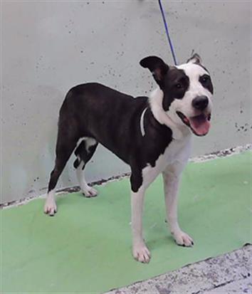 XIMENA, a dog for adoption from City of Houston, Bureau of Animal Regulation and Care