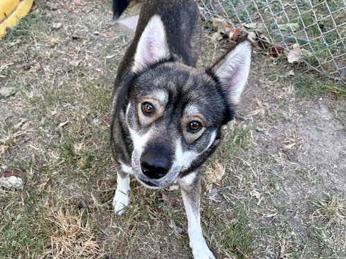 Birdie, Siberian Husky / Mixed (medium coat)