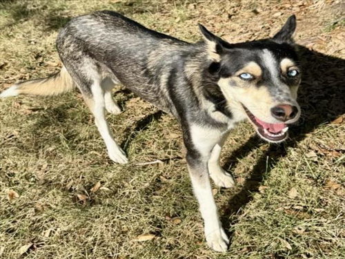 LOLA, a dog for adoption from City of Houston, Bureau of Animal Regulation and Care
