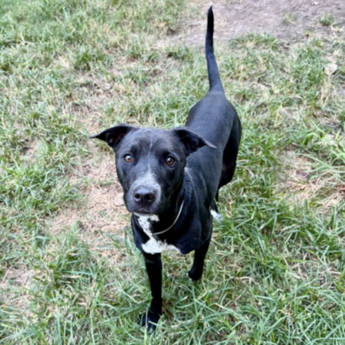 BONGO, a dog for adoption from City of Houston, Bureau of Animal Regulation and Care