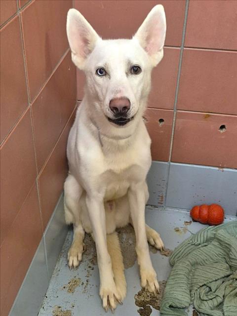 BLUE, a dog for adoption from City of Houston, Bureau of Animal Regulation and Care