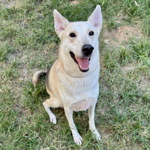 SALAMI, a dog for adoption from City of Houston, Bureau of Animal Regulation and Care