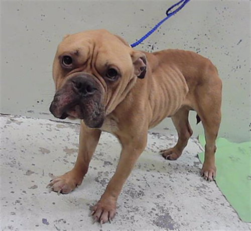 BEAR, a dog for adoption from City of Houston, Bureau of Animal Regulation and Care