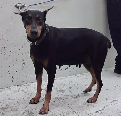 CICI, a dog for adoption from City of Houston, Bureau of Animal Regulation and Care