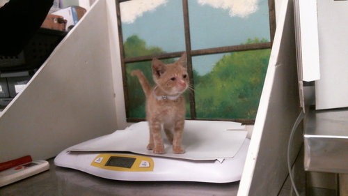 FORBES, a cat for adoption from City of Houston, Bureau of Animal Regulation and Care