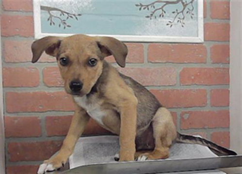 JAX, a dog for adoption from City of Houston, Bureau of Animal Regulation and Care