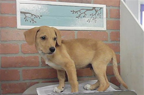 JEREMY, a dog for adoption from City of Houston, Bureau of Animal Regulation and Care