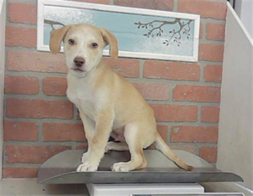 JASON, a dog for adoption from City of Houston, Bureau of Animal Regulation and Care