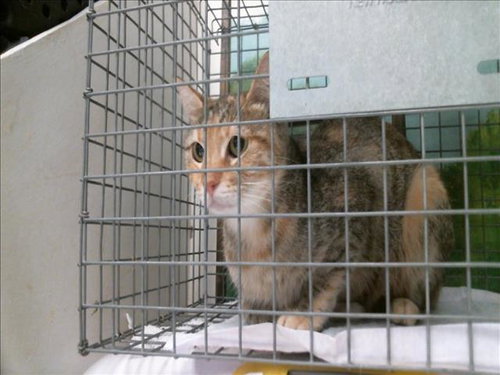 A2098231, a cat for adoption from City of Houston, Bureau of Animal Regulation and Care