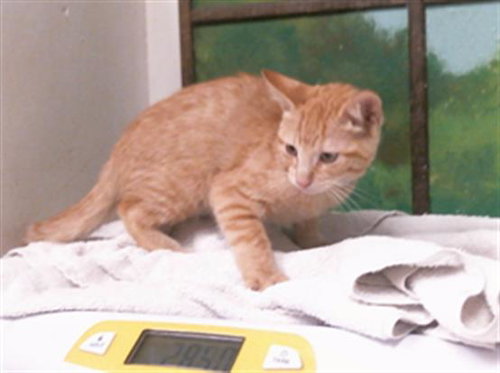 NATU, a cat for adoption from City of Houston, Bureau of Animal Regulation and Care