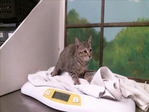 SWELLOW, a cat for adoption from City of Houston, Bureau of Animal Regulation and Care