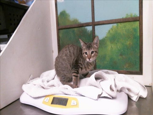 BURMY, a cat for adoption from City of Houston, Bureau of Animal Regulation and Care