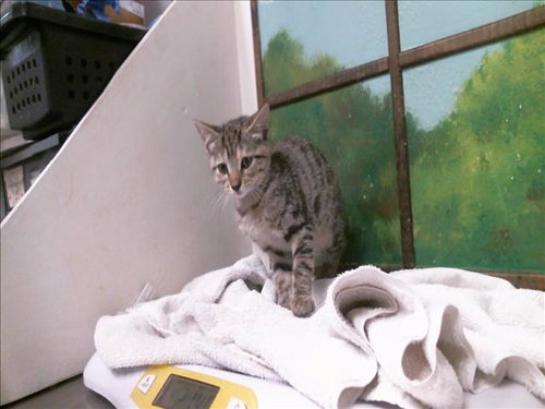 LEAFEON, a cat for adoption from City of Houston, Bureau of Animal Regulation and Care