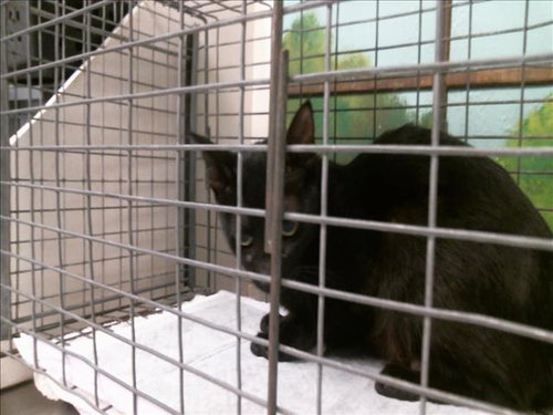 ALITA, a cat for adoption from City of Houston, Bureau of Animal Regulation and Care