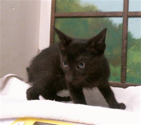 SENTRET, a cat for adoption from City of Houston, Bureau of Animal Regulation and Care