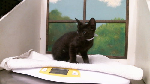 CROBAT, a cat for adoption from City of Houston, Bureau of Animal Regulation and Care