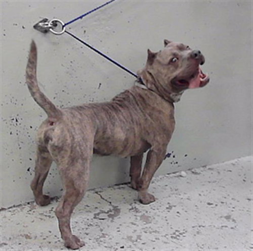MARVIN, a dog for adoption from City of Houston, Bureau of Animal Regulation and Care