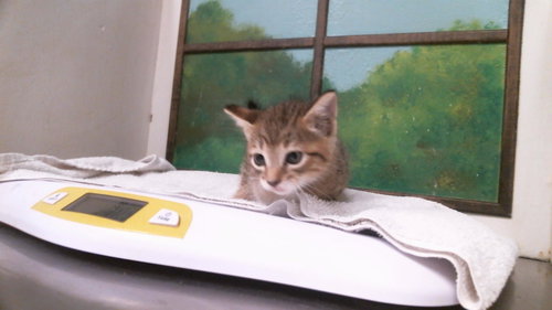 KRICKETUNE, a cat for adoption from City of Houston, Bureau of Animal Regulation and Care