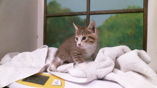 FLYGON, a cat for adoption from City of Houston, Bureau of Animal Regulation and Care