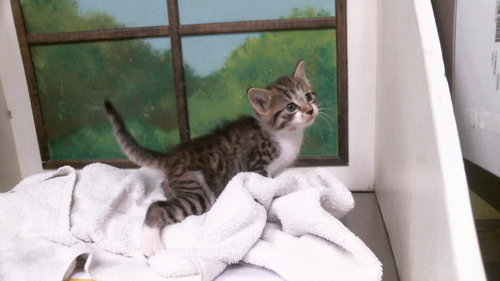 SPOINK, a cat for adoption from City of Houston, Bureau of Animal Regulation and Care