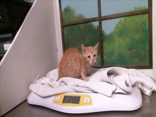 SOLOSIS, a cat for adoption from City of Houston, Bureau of Animal Regulation and Care