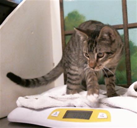 SPEAROW, a cat for adoption from City of Houston, Bureau of Animal Regulation and Care