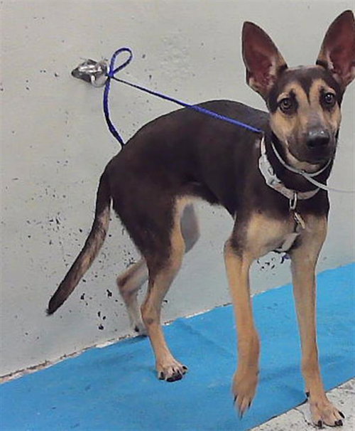 A2099727, a dog for adoption from City of Houston, Bureau of Animal Regulation and Care