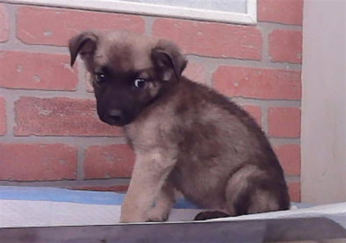 AUTUMN, a dog for adoption from City of Houston, Bureau of Animal Regulation and Care