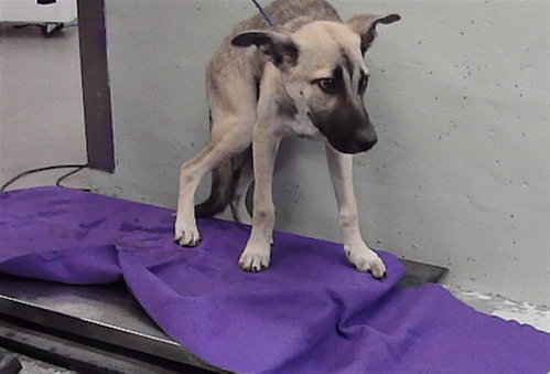 A2099732, a dog for adoption from City of Houston, Bureau of Animal Regulation and Care