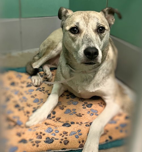 PEACHES, a dog for adoption from City of Houston, Bureau of Animal Regulation and Care
